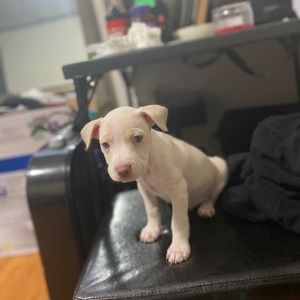 Meet your Posher, George